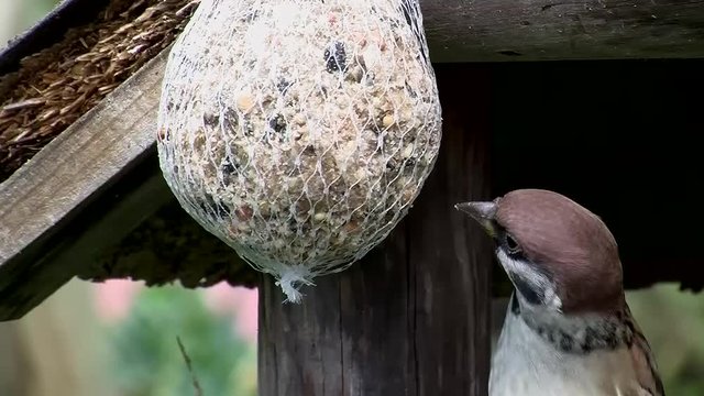 Beharrlich piekt der Sperling am Meisenkn&ouml;del (O-Ton, Gro&szlig;aufnahme)