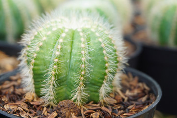 Cactus, see Mammillaria, Melocactus, and Opuntia. For other uses, see Cactus (disambiguation).Cactaceae. cactus (Echinocactus grusonii). Round green cactus.      