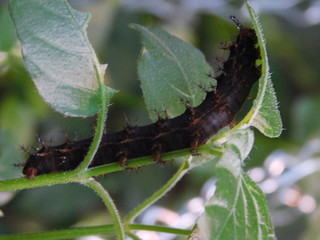 Raupe