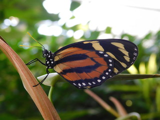 Schmetterling