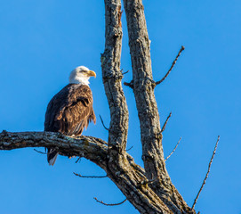Bald eagle perched on a branch against a bright blue sky