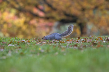 Grey squirrel, Sciurus carolinensis, close up portrait on ground and in trees searching/looking for food during autumn/winter in November.