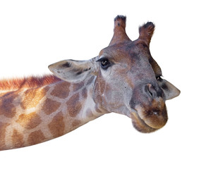 Giraffe head face isolated on white