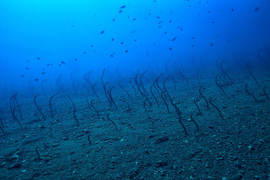 Heterocongrinae Bilder Durchsuchen 733 Archivfotos,