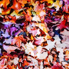 colorful autumn leaves