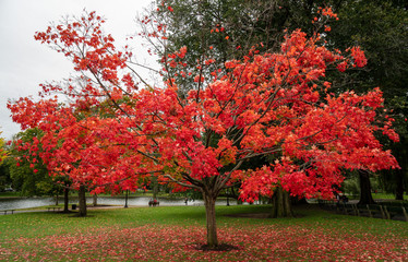Autumn red tree loacted in Boston park