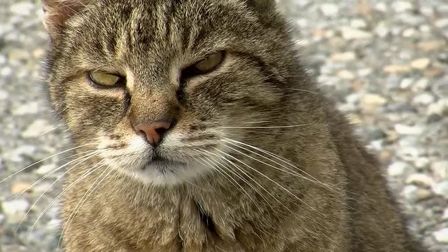 Der grau getigerte Kater h&auml;lt nicht viel von Nahaufnahmen