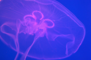 Transparent moon jellyfish close-up on a blue background with purple lighting