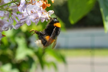 Hummel nimmt Nektar am Flieder