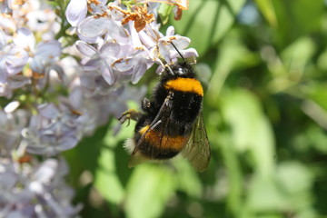 Hummel nimmt am Flieder Nektar auf  © JorGillwald