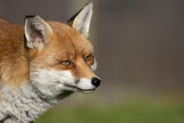 Fototapeta premium Red Fox, Vulpes vulpes, portrait caught in sunlight against a dark background during autumn/winter during November.