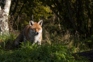 Red Fox, Vulpes vulpes, portrait caught in sunlight against a dark background during autumn/winter during November.