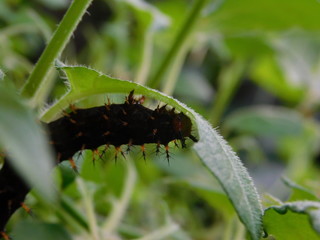 Raupe
