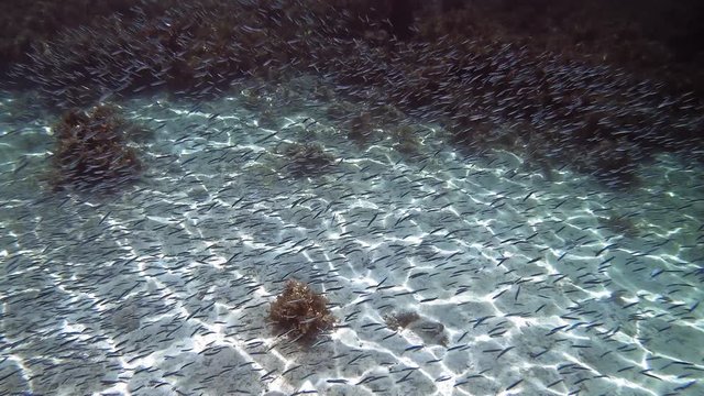 Sunlight reflects on ocean floor. POV of diver.
