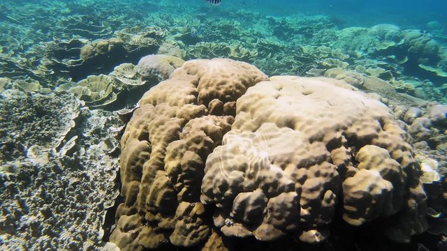 Scuba dive through seawater with fish and coral