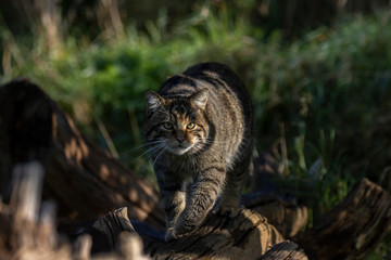 Scottish wildcat, Felis silvestris grampia, walking along a log on a sunny warm autumn day in November.