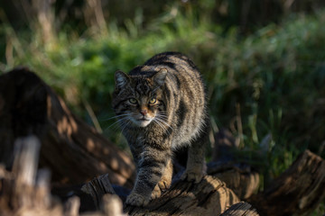 Scottish wildcat, Felis silvestris grampia, walking along a log on a sunny warm autumn day in November. - 301734593