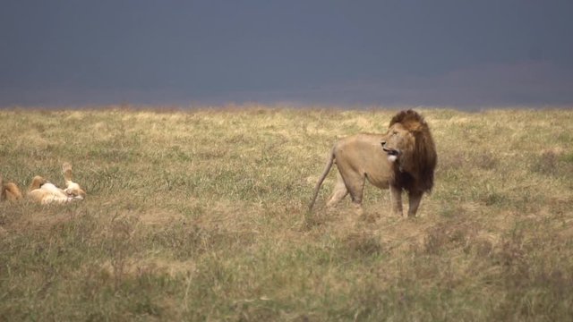 Old African Lion Observes Environment While Cubs Sleeping in Meadow of Savanna, Slow Motion 120fps