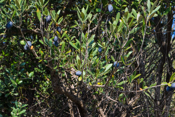 Beautiful Wild Olive tree, Cyprus, Nature