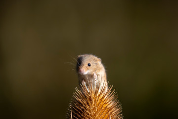 Harvest mouse, Micromys minutus, close up portrait with background during autumn/winter in November.