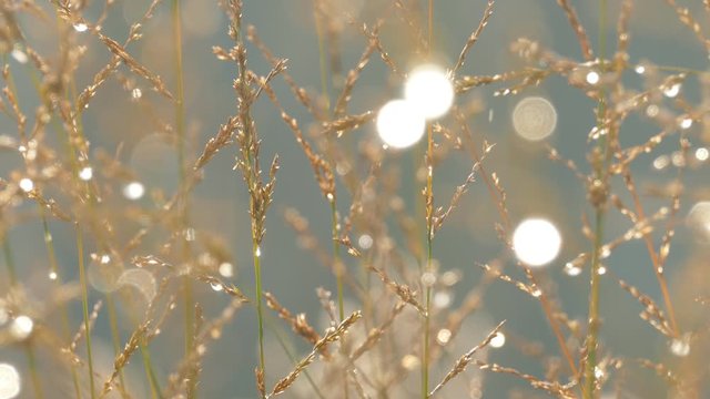 Slow melting first snow on dried blade grass in late autumn
