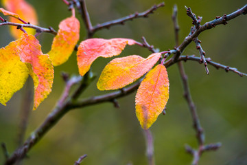 golden colored autumn leaves in nature