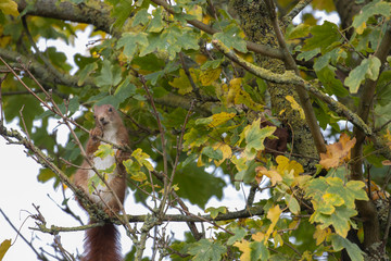 Red squirrel, Sciurus vulgaris, in tree amongst branches and leaves during autumn/winter in November.