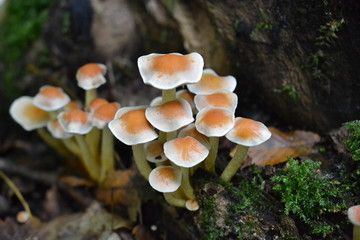 Mushrooms on Tree
