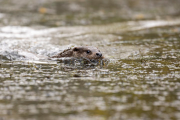 European Otter, Lutra lutra, seen from low angle as it swims within a pond/loch/lake during autumn/winter in November.
