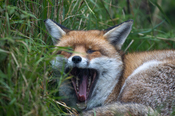 Red Fox, Vulpes vulpes, close up of yawning on a sunny autumn/winter day during November