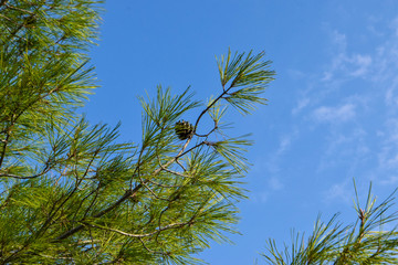 Nature, Mountain, Summer, Northern Cyprus