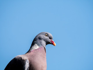 Portrait of wood pigeon, Columba palumbus, against blue sky, Netherlands