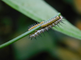 Raupe