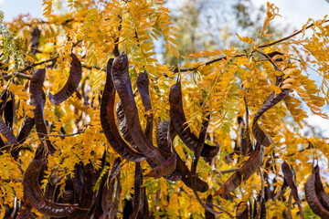Naklejka premium leaves and pods with autumn fruits in a park in Madrid