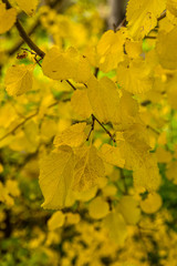 leaves on the tree branch with the colors of autumn in Madrid