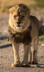 A male Kalahari black maned Lion portrait. Kalahari