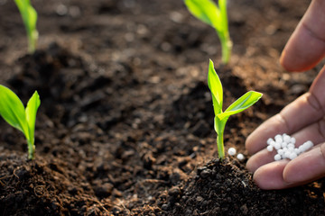 Corn seedlings are growing and the hands of men are pouring chemical fertilizers.
