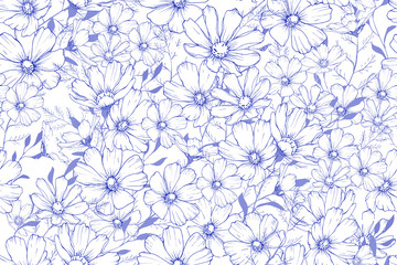 Blue outline flowers on white background. Seamless pattern with cosmos flower. For textile, wallpapers, print, greeting, web pages. Vector. Monochrome.