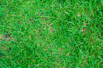 Green grass background nature texture