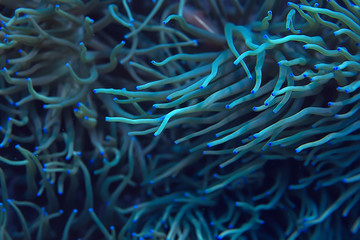 coral reef macro / texture, abstract marine ecosystem background on a coral reef