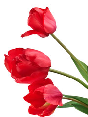 Obraz premium Three red tulips, close up