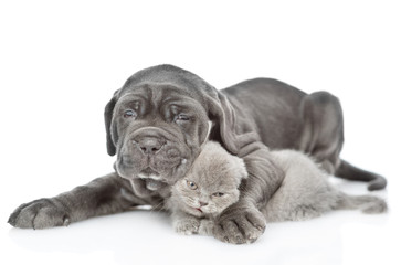 Black mastiff puppy hugs funny gray kitten. isolated on white background