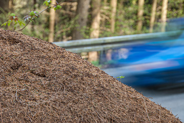 Artensterben durch Straßenverkehr, Zerschneidung der Landschaft und Natur, Insektensterben durch Straßenbau