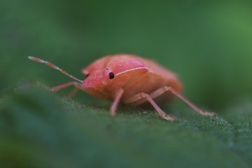 Pink stink bug or shield bug sitting on a leaf. Close up