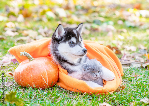 Fototapete Siberian Husky Puppy Hugs A Kitten Wrapped In A Plaid On Autumn Foliage With Pumpkin Ermolaev Alexandr