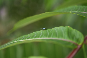 Bright blue green beetle flashing in the sun sits on a branch with green leaves. Closeup.