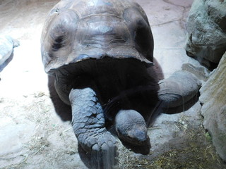 Schildkröte