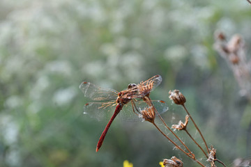 Dragonfly sitting on a dry flower in forest outdoor. Closeup.