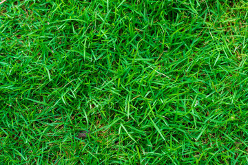 Green grass background nature texture