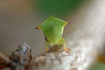 The buffalo treehopper sit on a branch. Stictocephala bisonia